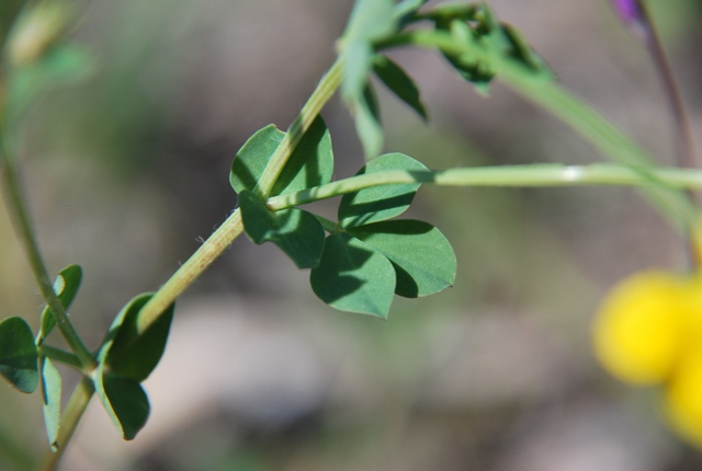 Coronilla - No, Lotus corniculatus